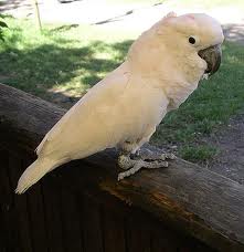 Cockatoo on a tree in wild